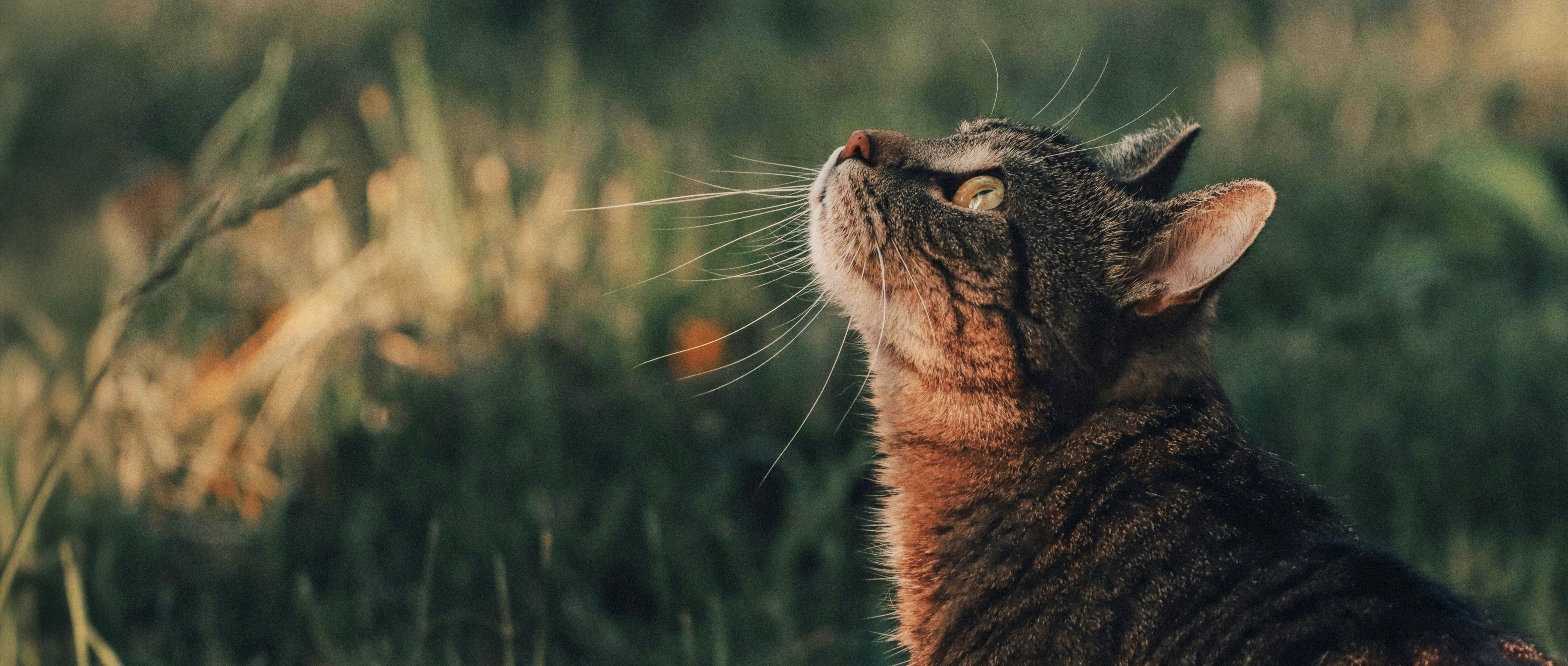 Gato Olhando pro Alto